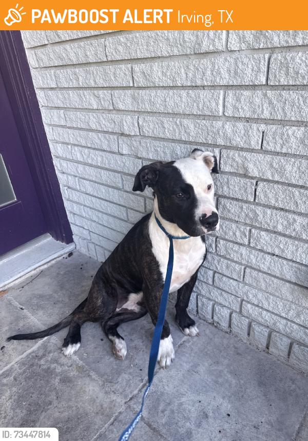 Found/Stray Male Dog last seen Baylor Scott hosp, Irving, TX 75061