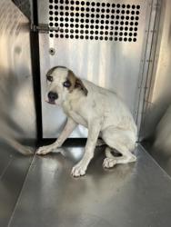 Shelter Stray Male Dog last seen Lucas Dr, East District, TX, 355 Hillshire Dr, Haslet, TX 76052, USA