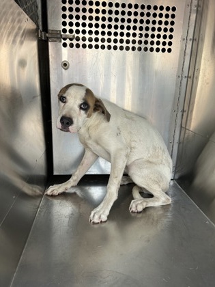 Shelter Stray Male Dog last seen Lucas Dr, East District, TX, 355 Hillshire Dr, Haslet, TX 76052, USA