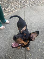 Found/Stray Male Dog last seen Residence Inn Oakland, Oakland, CA 94612