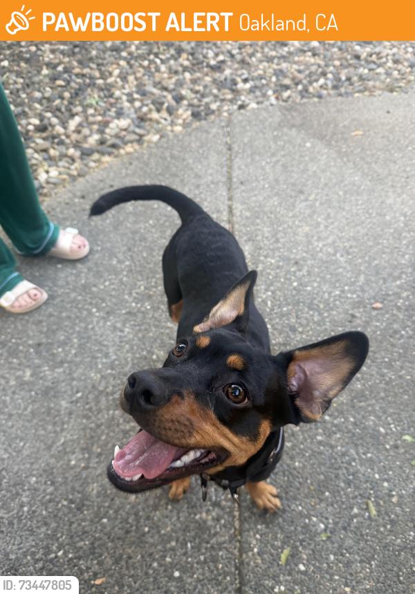 Found/Stray Male Dog last seen Residence Inn Oakland, Oakland, CA 94612
