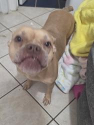 Found/Stray Female Dog last seen Brick hse, Pasadena, TX 77506