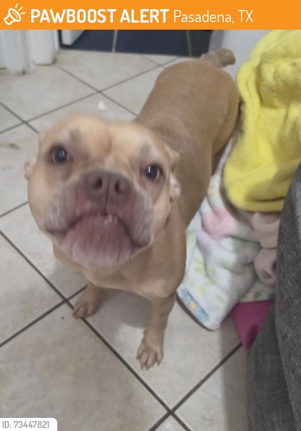 Found/Stray Female Dog last seen Brick hse, Pasadena, TX 77506