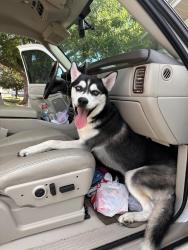 Found/Stray Male Dog last seen Ponderosa, Bayonet Point, FL 34668
