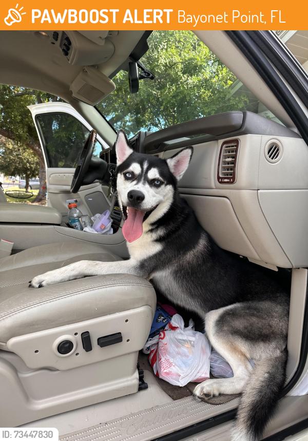 Found/Stray Male Dog last seen Ponderosa, Bayonet Point, FL 34668