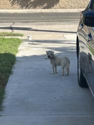 Found/Stray Male Dog last seen Raitt and Washington, Santa Ana, CA 92706