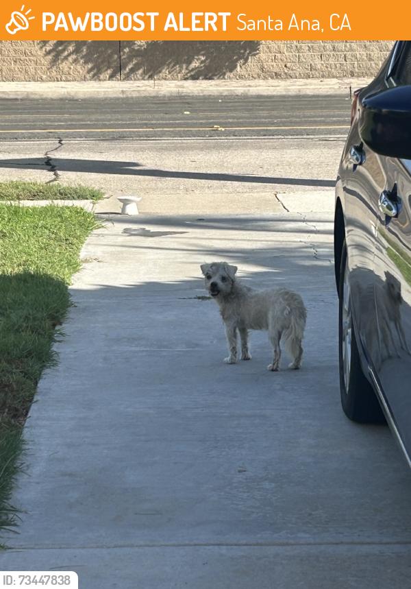 Found/Stray Male Dog last seen Raitt and Washington, Santa Ana, CA 92706