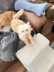 Lost Female Dog last seen 50th and J-8, Lancaster, CA 93536