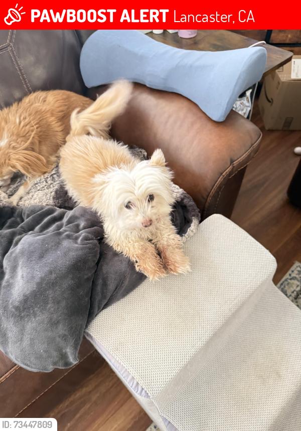Lost Female Dog last seen 50th and J-8, Lancaster, CA 93536