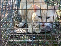 Found/Stray Female Cat last seen Burney road, Asheboro, NC 27203