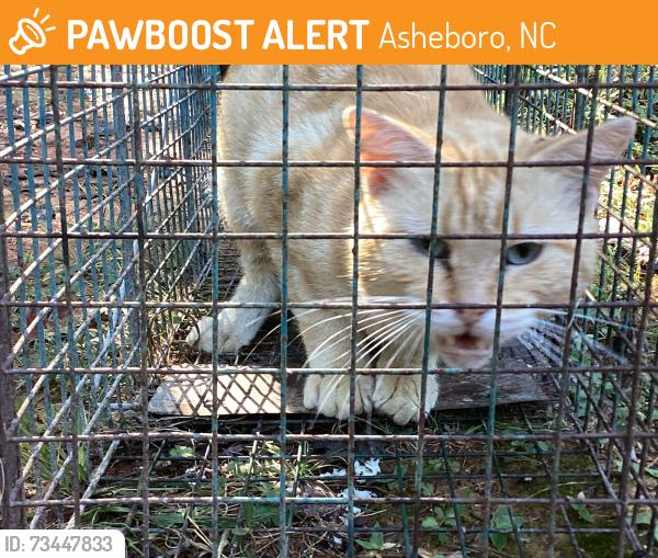 Found/Stray Female Cat last seen Burney road, Asheboro, NC 27203