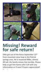 Lost Male Dog last seen Patrick springs va, Patrick Springs, VA 24133