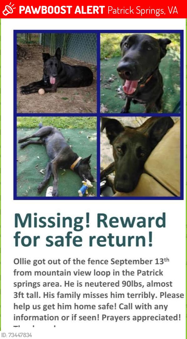 Lost Male Dog last seen Patrick springs va, Patrick Springs, VA 24133