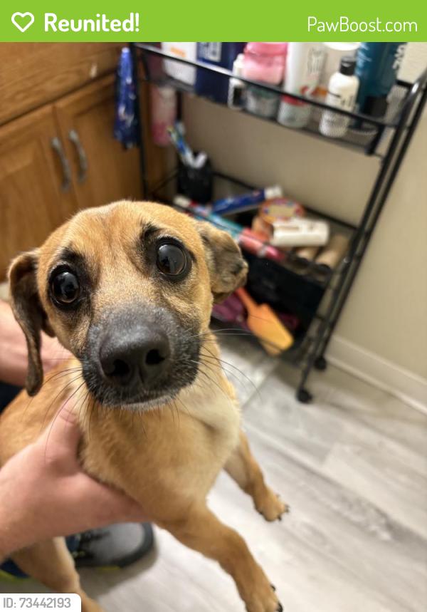 Reunited Male Dog last seen Near Weston Rd, Newark, OH 43055, USA, Newark, OH 43055