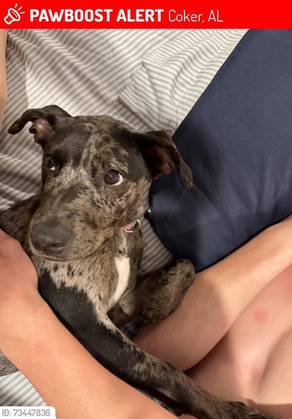 Lost Female Dog last seen Hillview rd right before dirt rd, Coker, AL 35452
