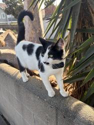Found/Stray Unknown Cat last seen Near Elden Ave Costa Mesa CA 92627, Costa Mesa, CA 92627