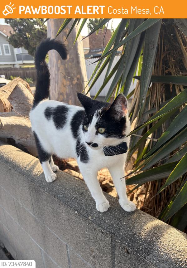 Found/Stray Unknown Cat last seen Near Elden Ave Costa Mesa CA 92627, Costa Mesa, CA 92627