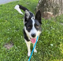 Shelter Stray Female Dog last seen Near International Boulevard, OAKLAND, CA, 94606, 8323 Baldwin St, Oakland, CA 94621, USA