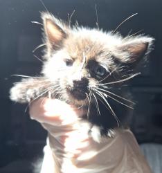 Shelter Stray Male Cat last seen next to 238, SAN LEANDRO, CA, 94577, 8323 Baldwin St, Oakland, CA 94621, USA