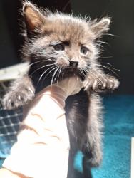 Shelter Stray Female Cat last seen next to 238, SAN LEANDRO, CA, 94577, 8323 Baldwin St, Oakland, CA 94621, USA