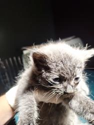 Shelter Stray Male Cat last seen next to 238, SAN LEANDRO, CA, 94577, 8323 Baldwin St, Oakland, CA 94621, USA