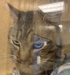 Shelter Stray Male Cat last seen 188th/ Burnside, PORTLAND, OR, 97233, 1700 W Historic Columbia River Hwy, Troutdale, OR 97060, USA