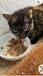 Found/Stray Female Cat last seen Woodland Road, Greater London, England SE19 1PA