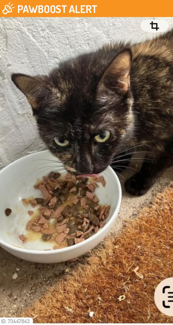 Found/Stray Female Cat last seen Woodland Road, Greater London, England SE19 1PA