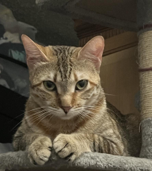 Reunited Female Cat last seen Whittier, CA 90605, Whittier, CA 90605