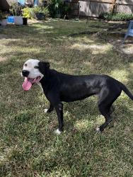 Reunited Female Dog last seen Indian Cypress Dr and Barker Cypress, Houston, TX 77429