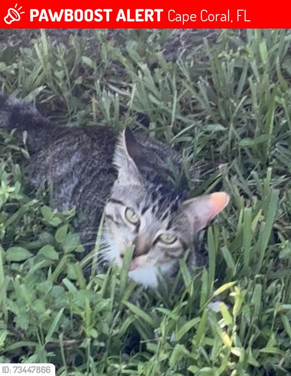 Lost Female Cat last seen Tower / Sunnybrook, Cape Coral, FL 33904