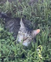 Lost Female Cat last seen Tower / Sunnybrook, Cape Coral, FL 33904