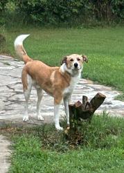 Reunited Male Dog last seen Mayland and Pemberton, Short Pump, VA 23233