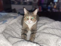 Lost Male Cat last seen Centrfield and birchfield, Clarington, ON L1E 1L6