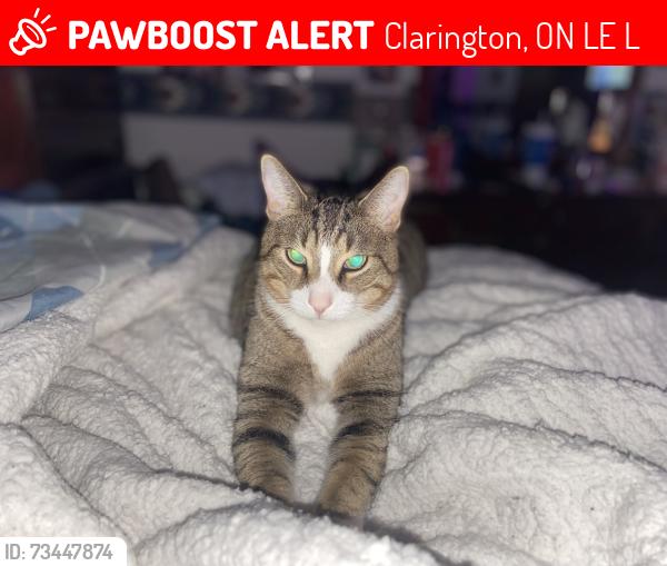 Lost Male Cat last seen Centrfield and birchfield, Clarington, ON L1E 1L6