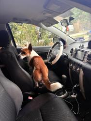 Found/Stray Male Dog last seen Near E ligustrum dr, San Antonio, TX 78228
