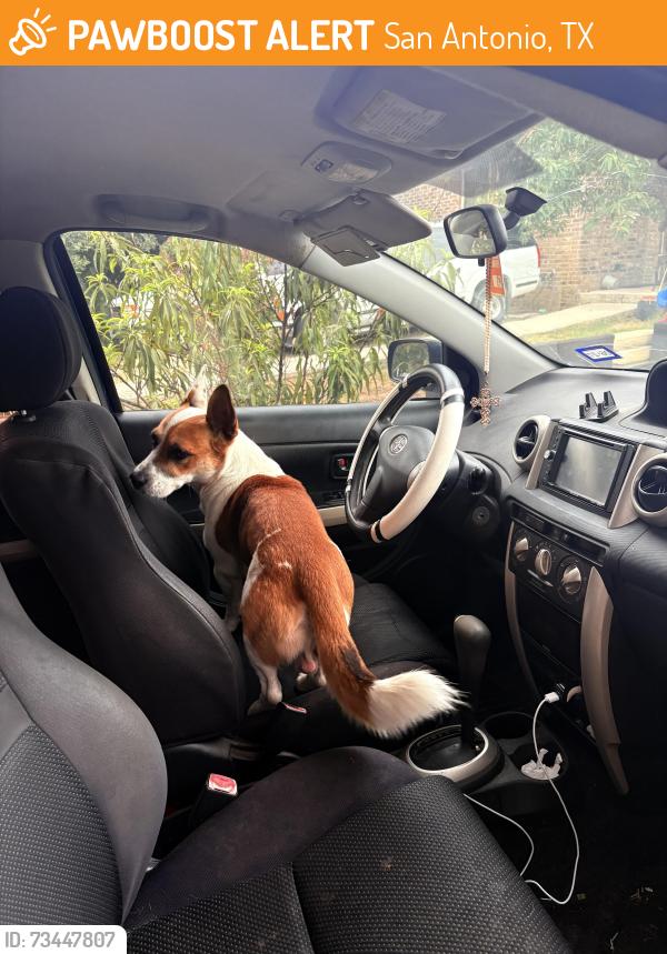 Found/Stray Male Dog last seen Near E ligustrum dr, San Antonio, TX 78228