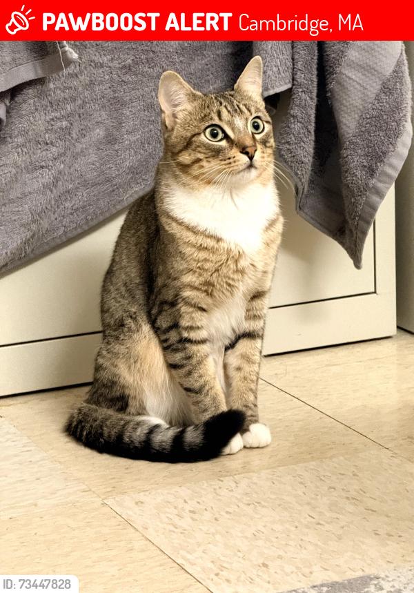 Lost Male Cat last seen Near Memorial Drive Cambridge, Cambridge, MA 02139