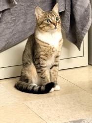 Lost Male Cat last seen Near Memorial Drive Cambridge, Cambridge, MA 02139