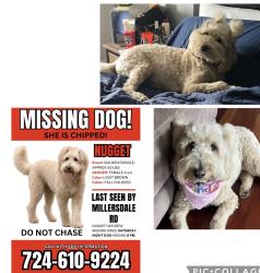 Lost Female Dog last seen Millersdale and Baughman Hollow and Route 66, Hempfield Township, PA 15644