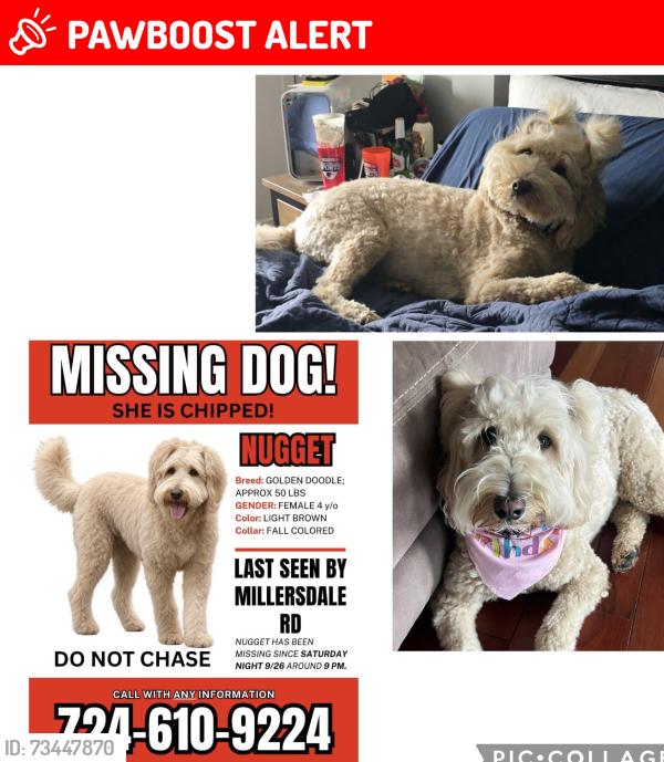 Lost Female Dog last seen Millersdale and Baughman Hollow and Route 66, Hempfield Township, PA 15644