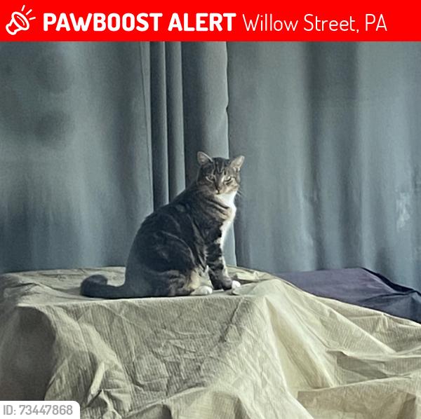 Lost Female Cat last seen Kendig Rd. between Peach Bottom Rd. and Willow Street Pike N., Willow Street, PA 17584
