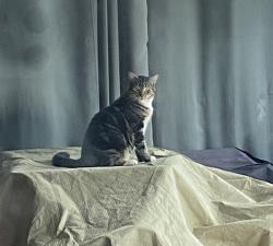 Lost Female Cat last seen Kendig Rd. between Peach Bottom Rd. and Willow Street Pike N., Willow Street, PA 17584