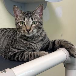 Shelter Stray Male Cat last seen , 8020 Washington St, Port Richey, FL 34668, USA