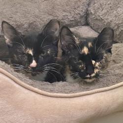 Shelter Stray Female Cat last seen , 8020 Washington St, Port Richey, FL 34668, USA