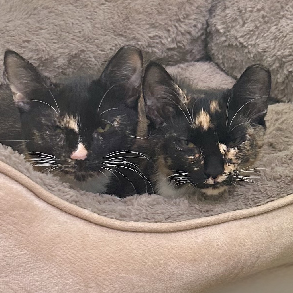 Shelter Stray Female Cat last seen , 8020 Washington St, Port Richey, FL 34668, USA