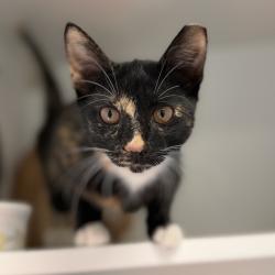 Shelter Stray Female Cat last seen , 8020 Washington St, Port Richey, FL 34668, USA