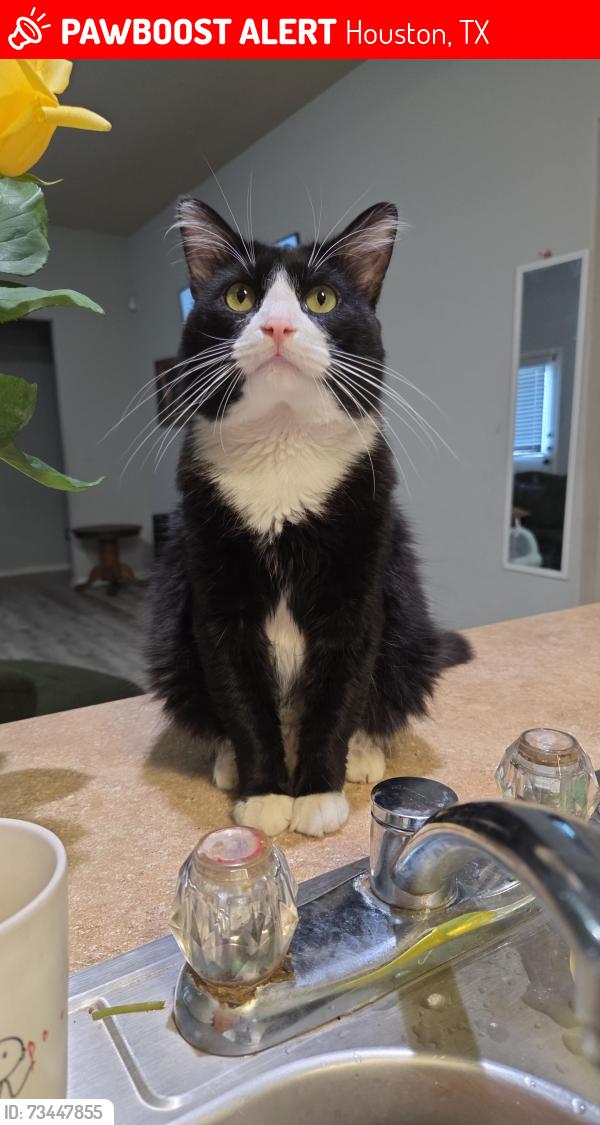 Lost Male Cat last seen Near Lewis Elementary School (Spears Rd), Houston, TX 77067