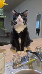 Lost Male Cat last seen Near Lewis Elementary School (Spears Rd), Houston, TX 77067