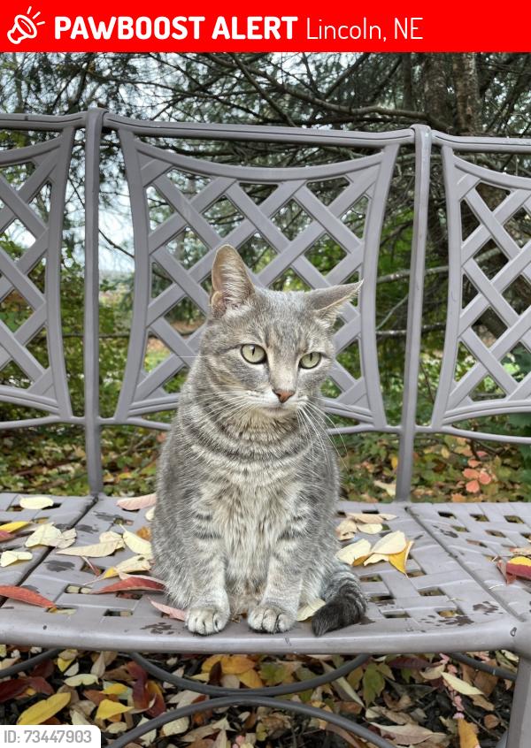 Lost Female Cat last seen 38th Street on Williamsburg Trail, Lincoln, NE 68516